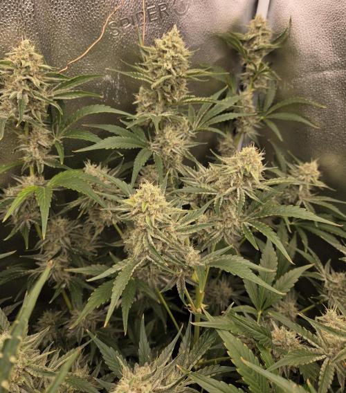 Five Plants One Goal. Week 10