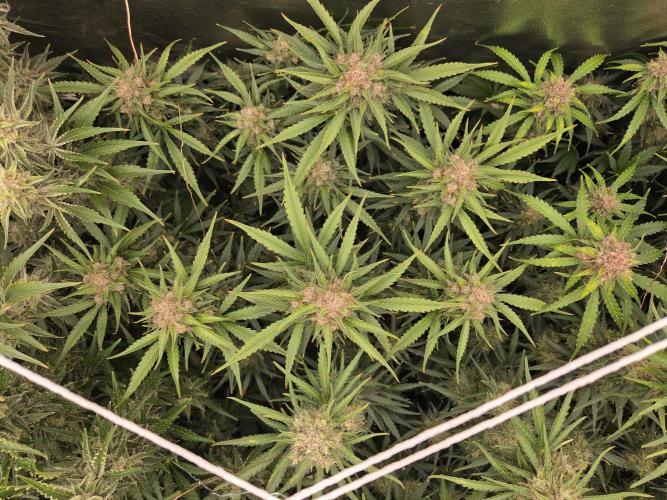 Five Plants One Goal. Week 10