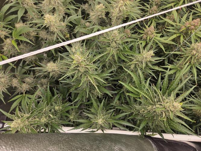 Five Plants One Goal. Week 10