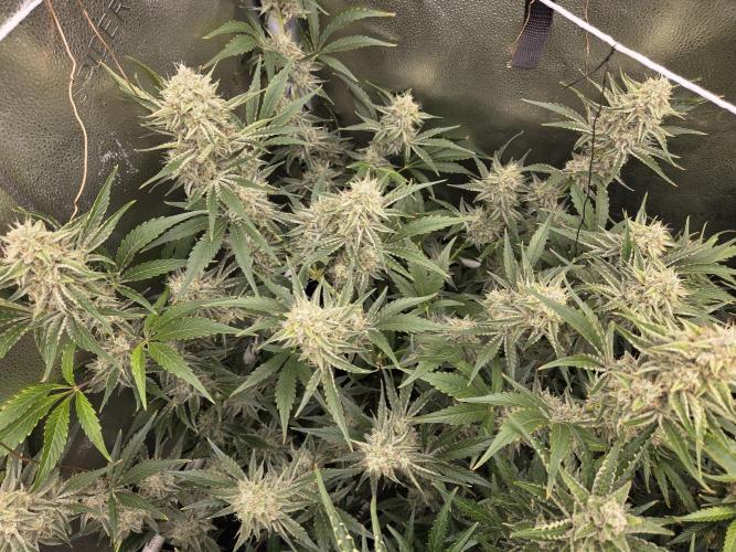 Five Plants One Goal. Week 10