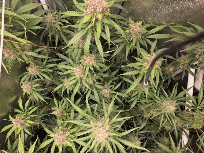 Five Plants One Goal. Week 10