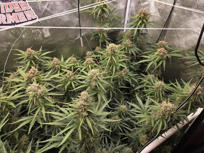 Five Plants One Goal. Week 10