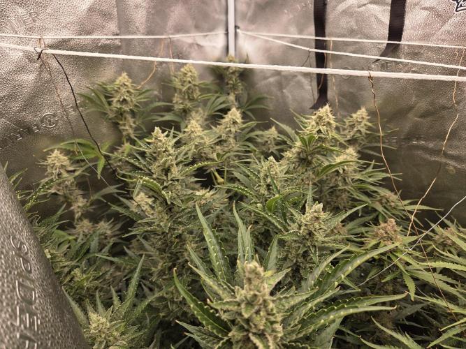 Five Plants One Goal. Week 10