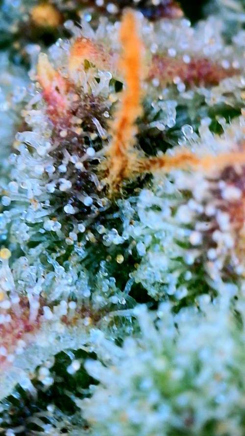 Five Plants One Goal. Week 10