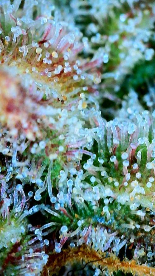 Five Plants One Goal. Week 10