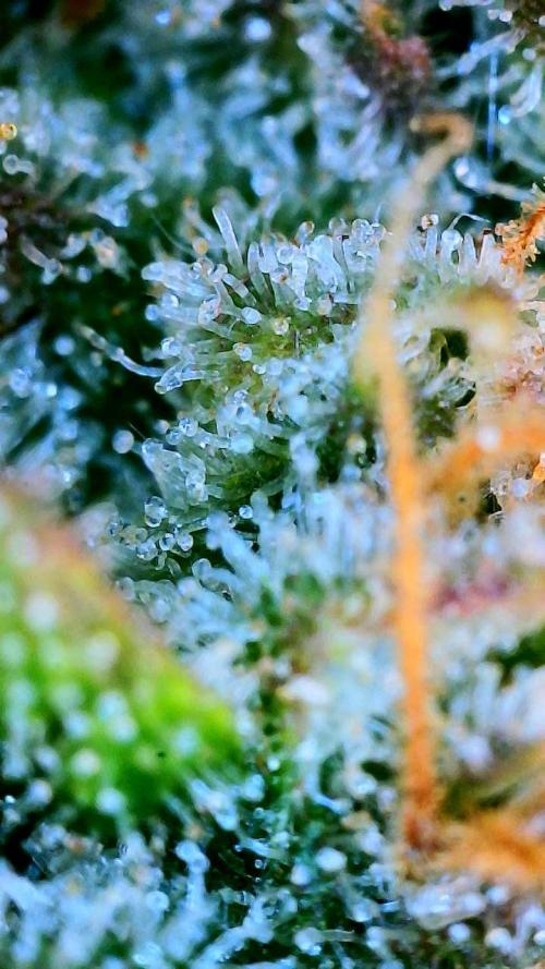 Five Plants One Goal. Week 10