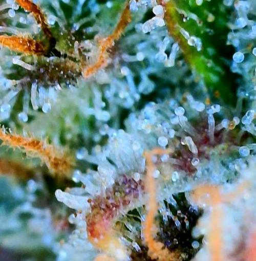 Five Plants One Goal. Week 10