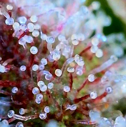 Five Plants One Goal. Week 10