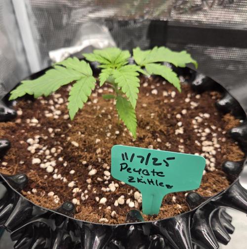 Peyote Zkittlez. Week 2