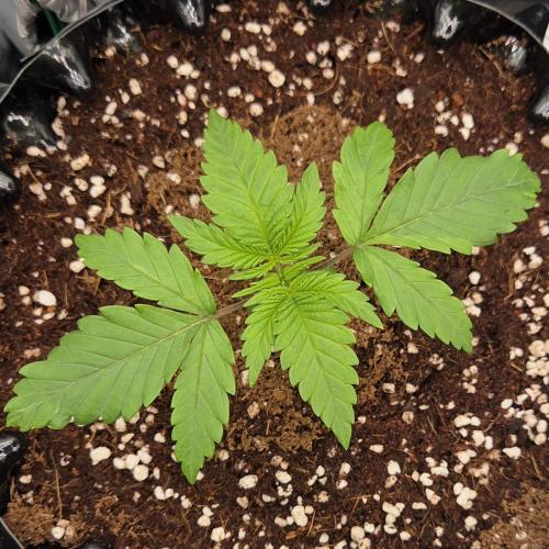 Peyote Zkittlez. Week 2