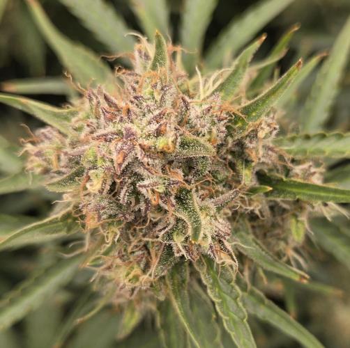 Five Plants One Goal. Week 11