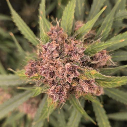 Five Plants One Goal. Week 11