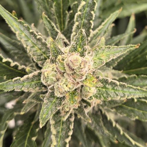 Five Plants One Goal. Week 11