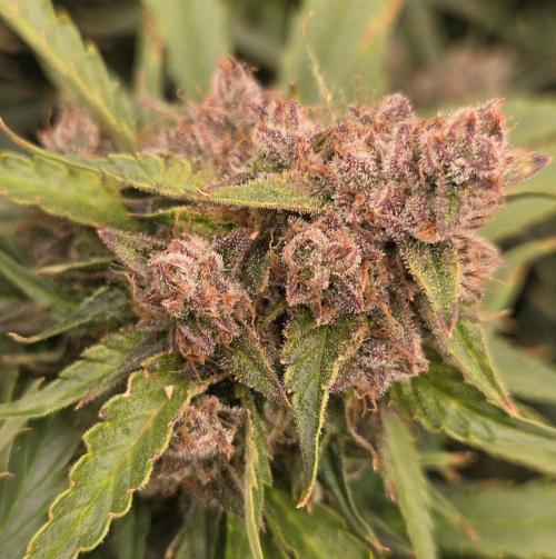 Five Plants One Goal. Week 11