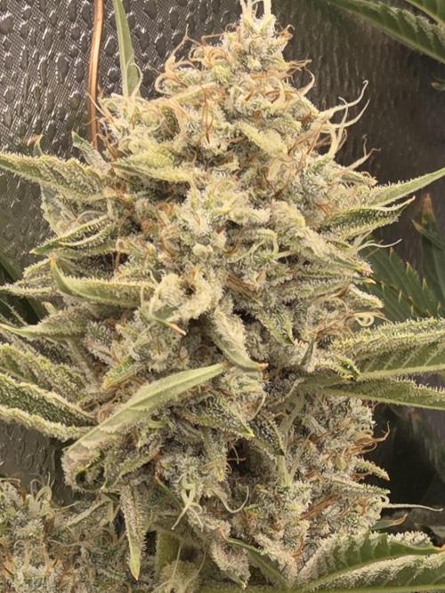 Five Plants One Goal. Week 11