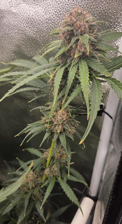 Five Plants One Goal. Week 11