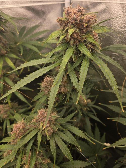 Five Plants One Goal. Week 11