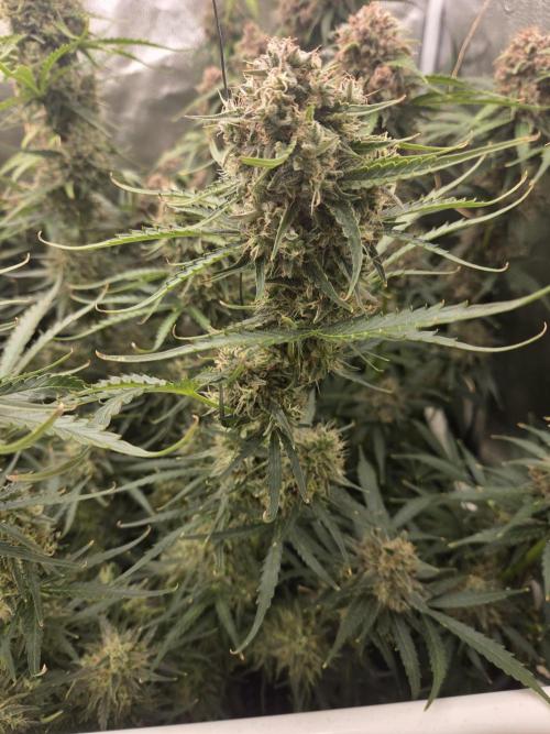 Five Plants One Goal. Week 11