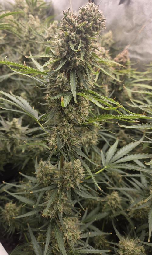 Five Plants One Goal. Week 11