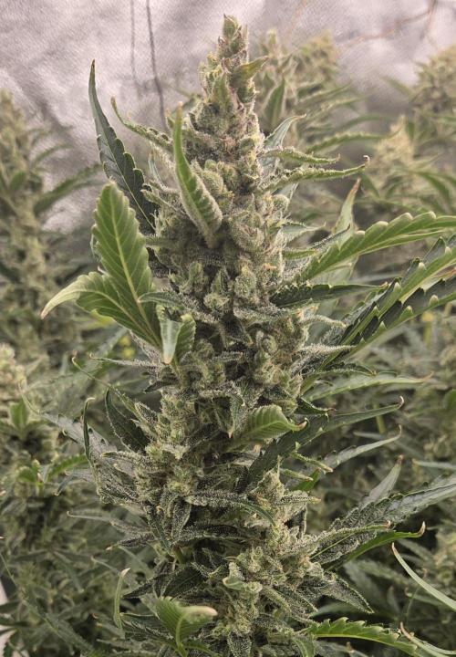 Five Plants One Goal. Week 11