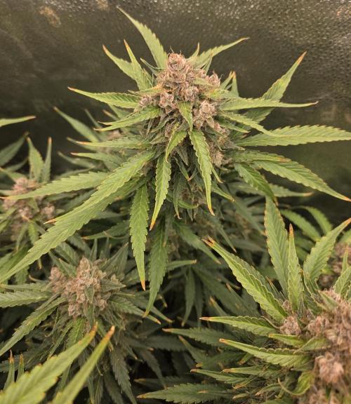 Five Plants One Goal. Week 11