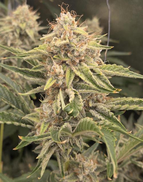 Five Plants One Goal. Week 11