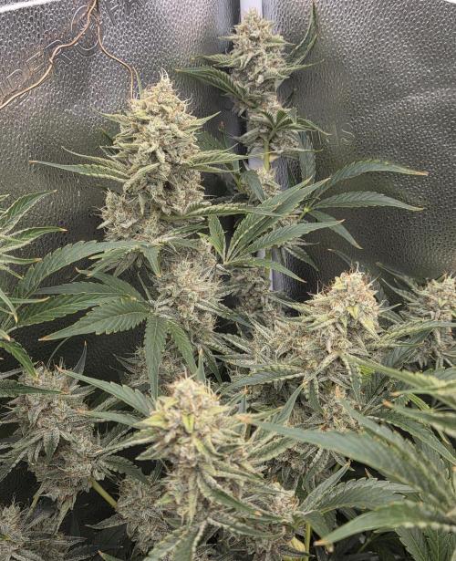 Five Plants One Goal. Week 11