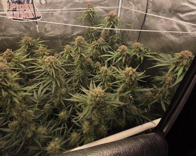 Five Plants One Goal. Week 11