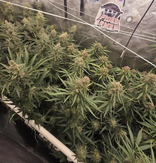 Five Plants One Goal. Week 11