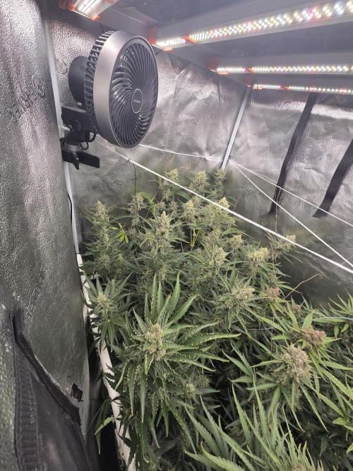 Five Plants One Goal. Week 11