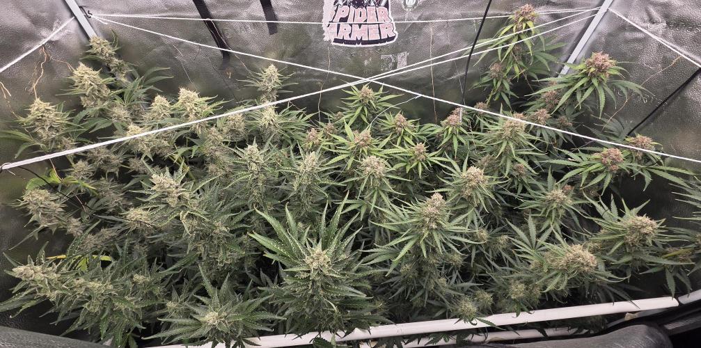 Five Plants One Goal. Week 11