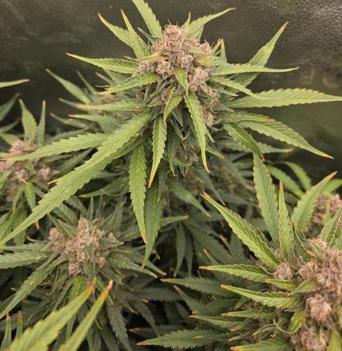 Five Plants One Goal. Week 11