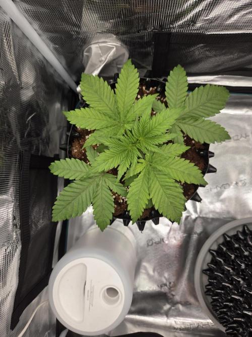 Peyote Zkittlez. Week 3