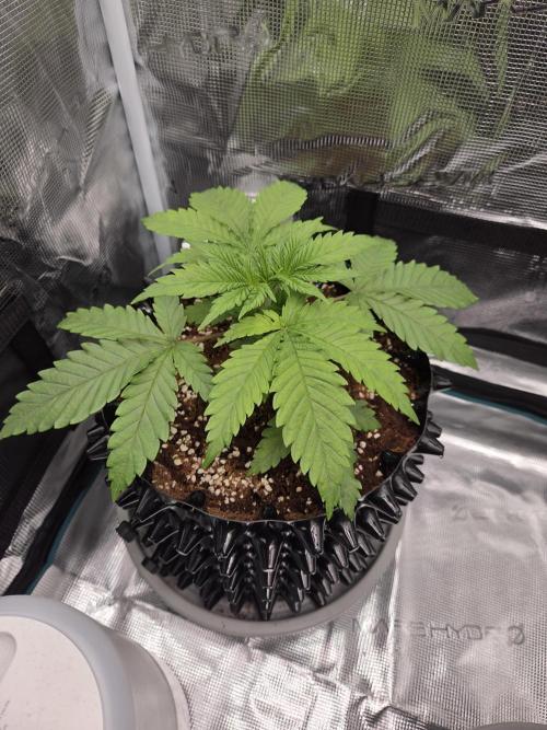 Peyote Zkittlez. Week 3