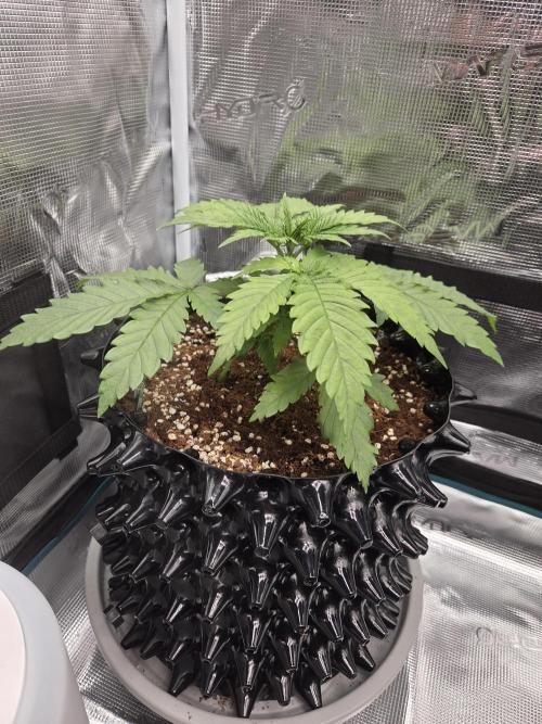 Peyote Zkittlez. Week 3