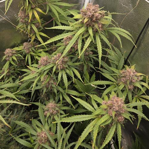 Five Plants One Goal. Week 12