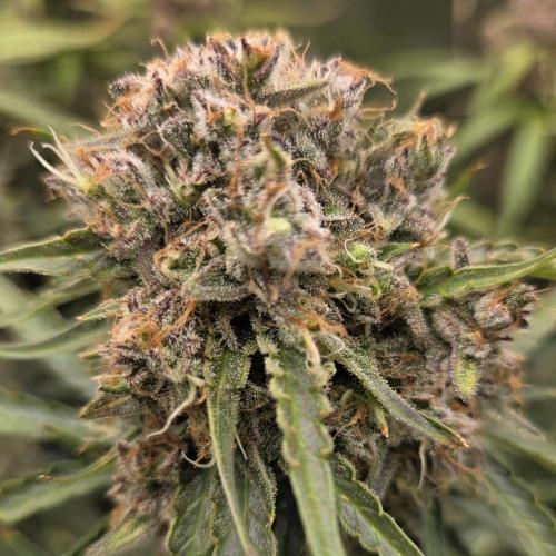 Five Plants One Goal. Week 12