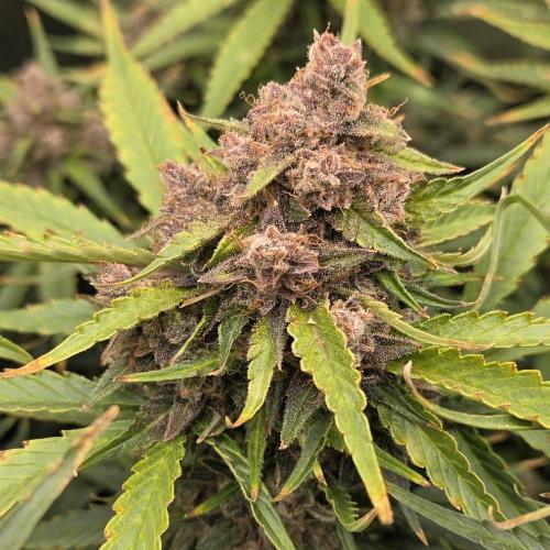 Five Plants One Goal. Week 12