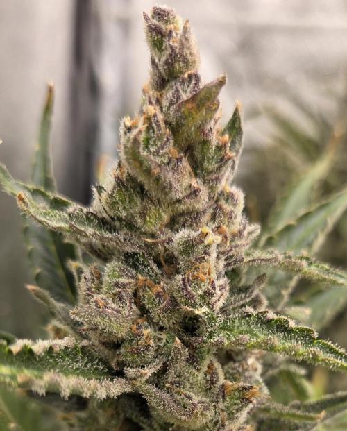 Five Plants One Goal. Week 12