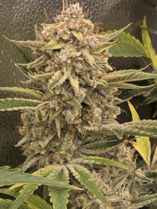 Five Plants One Goal. Week 12