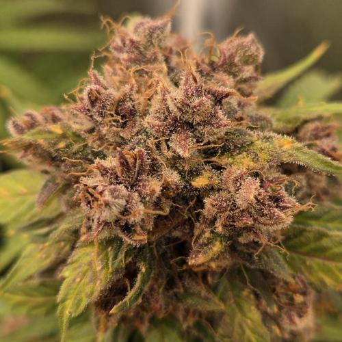 Five Plants One Goal. Week 12