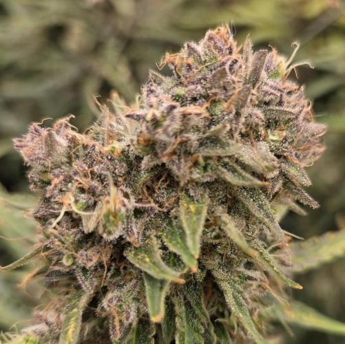 Five Plants One Goal. Week 12