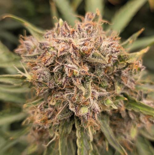 Five Plants One Goal. Week 12