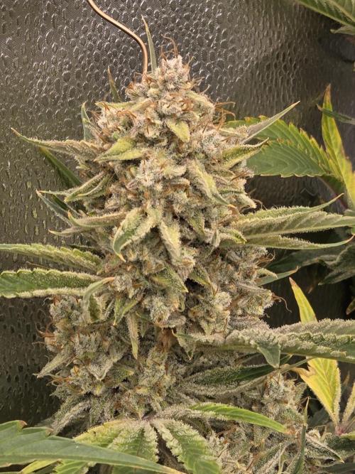 Five Plants One Goal. Week 12