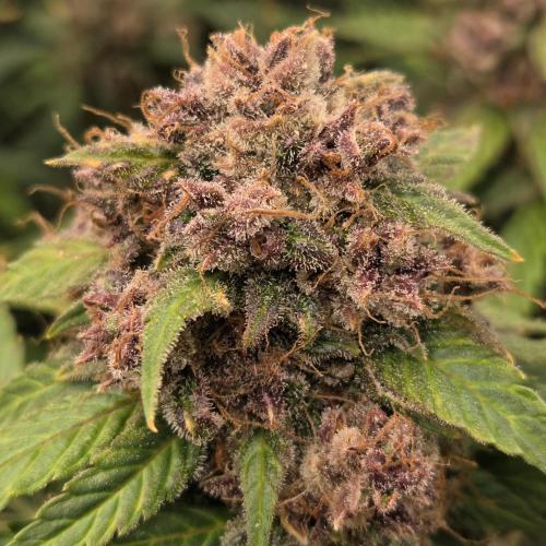 Five Plants One Goal. Week 12