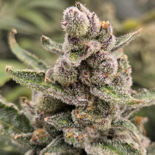 Five Plants One Goal. Week 12