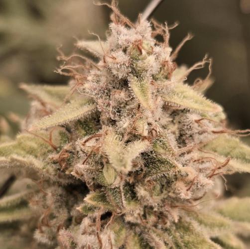 Five Plants One Goal. Week 12