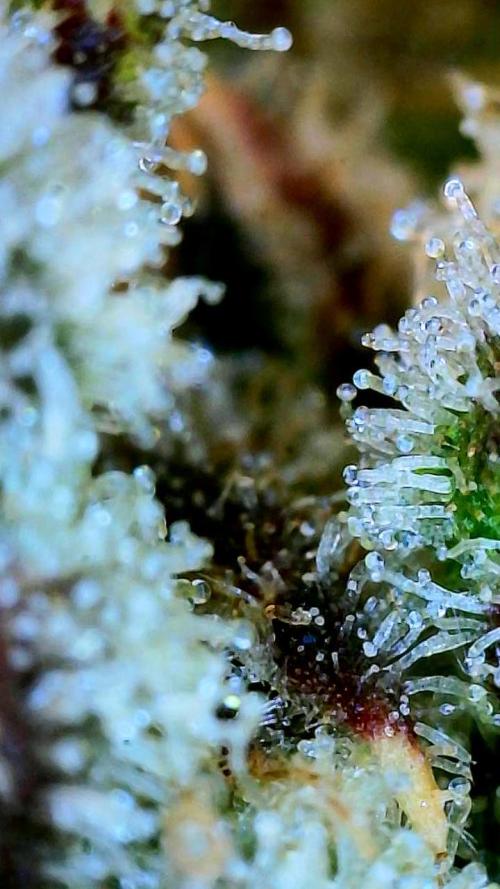 Five Plants One Goal. Week 12