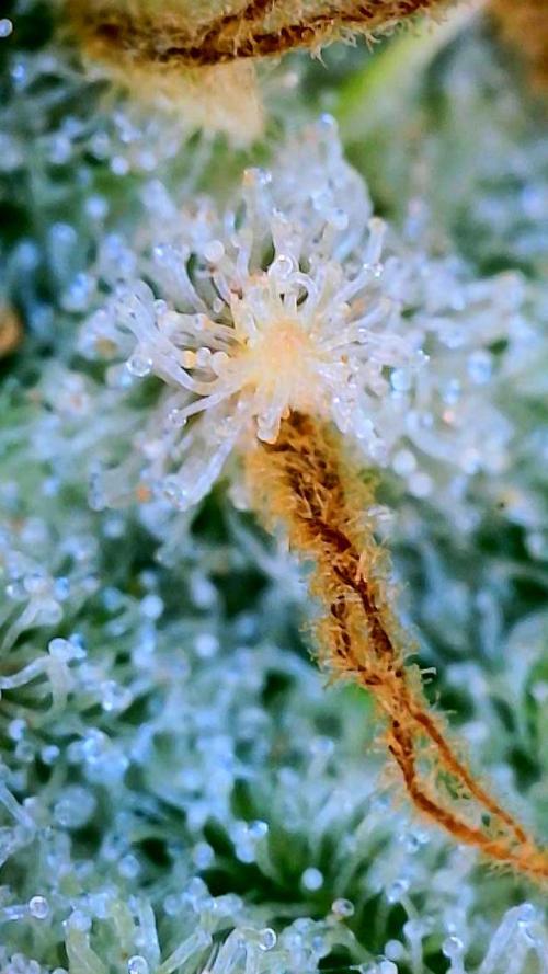 Five Plants One Goal. Week 12