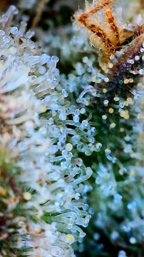 Five Plants One Goal. Week 12